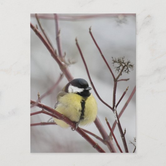 Chickadee Briefkaart (Voorkant)