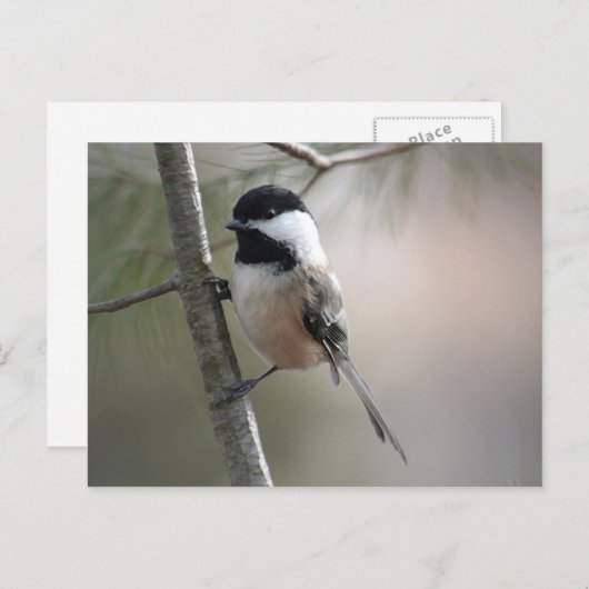 Chickadee Briefkaart (Voorkant / Achterkant)