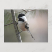 Chickadee Briefkaart (Voorkant)