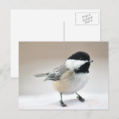 Chickadee Briefkaart (Voorkant / Achterkant)