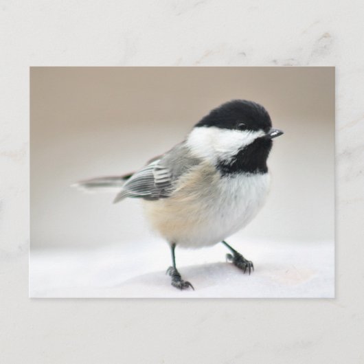 Chickadee Briefkaart (Voorkant)