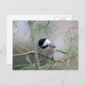 Chickadee Briefkaart (Voorkant / Achterkant)