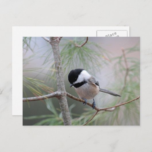 Chickadee Briefkaart (Voorkant / Achterkant)