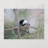 Chickadee Briefkaart (Voorkant)