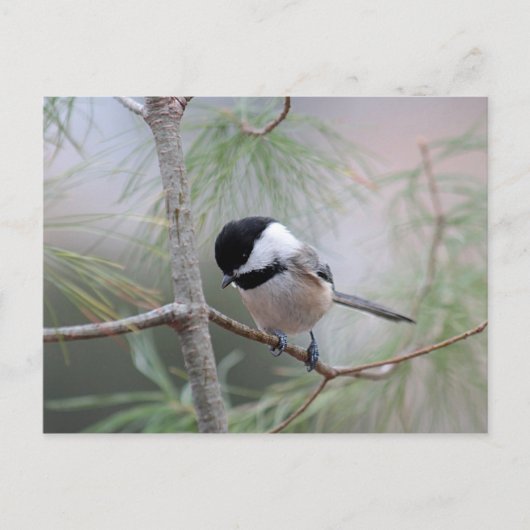 Chickadee Briefkaart (Voorkant)