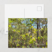 Chickadee Briefkaart (Voorkant / Achterkant)