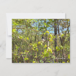 Chickadee Briefkaart
