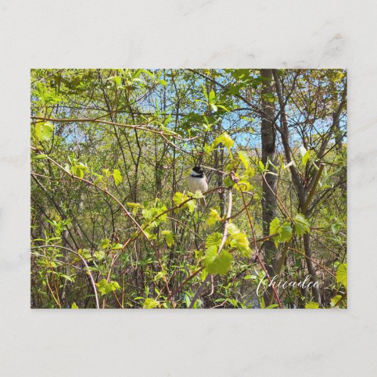 Chickadee Briefkaart (Voorkant)