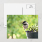 Chickadee Briefkaart (Voorkant / Achterkant)