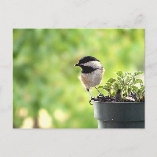 Chickadee Briefkaart (Voorkant)