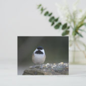 Chickadee-Briefkaart Briefkaart (Staand voorkant)