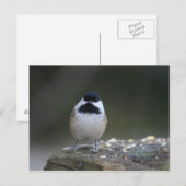 Chickadee-Briefkaart Briefkaart (Voorkant / Achterkant)