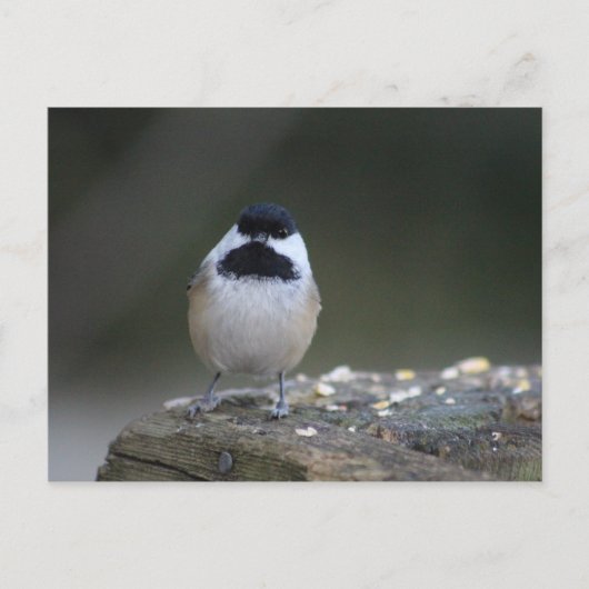 Chickadee-Briefkaart Briefkaart (Voorkant)