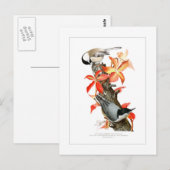 Chickadee en Nuthatch Briefkaart (Voorkant / Achterkant)