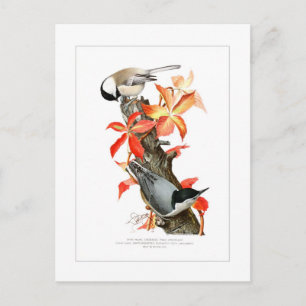 Chickadee en Nuthatch Briefkaart