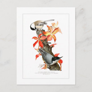 Chickadee en Nuthatch Briefkaart
