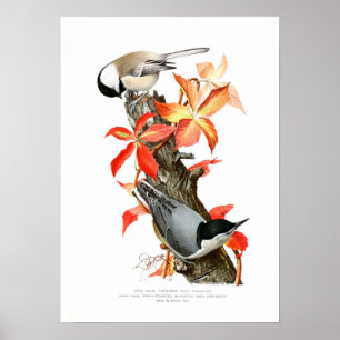Chickadee en Nuthatch Poster
