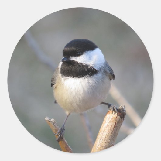 Chickadee Envelope Sticker (Voorkant)