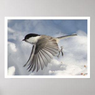 Chickadee Flying Print