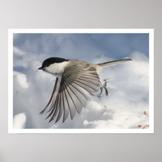 Chickadee Flying Print (Voorkant)