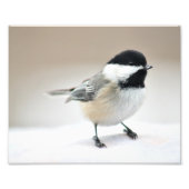Chickadee gaat dicht foto afdruk (Voorkant)