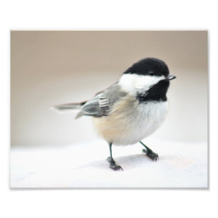 Chickadee gaat dicht foto afdruk