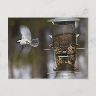 Chickadee in Flight Briefkaart