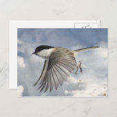 Chickadee in Flight Briefkaart (Voorkant / Achterkant)