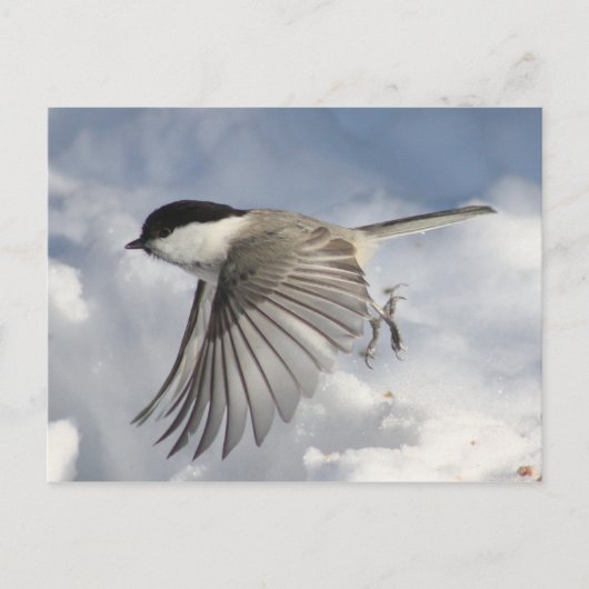 Chickadee in Flight Briefkaart (Voorkant)