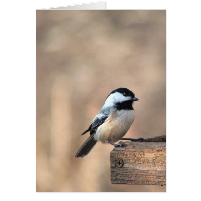Chickadee in Golden Light (Voorkant)