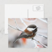 Chickadee in Winter Briefkaart (Voorkant / Achterkant)