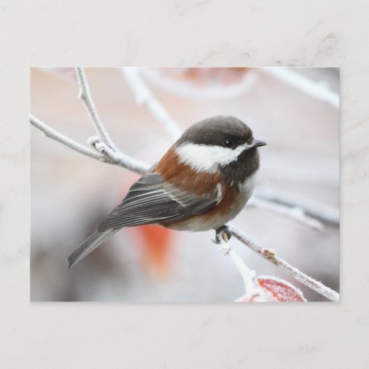 Chickadee in Winter Briefkaart (Voorkant)
