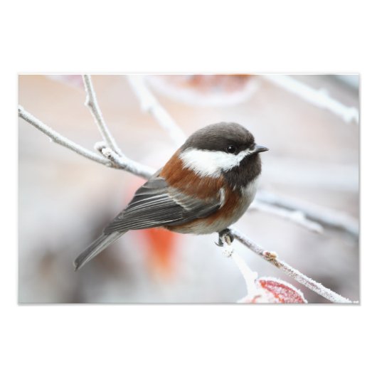 Chickadee in Winter Foto Afdruk (Voorkant)