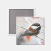 Chickadee in Winter Magneet (Voorkant / Achterkant)