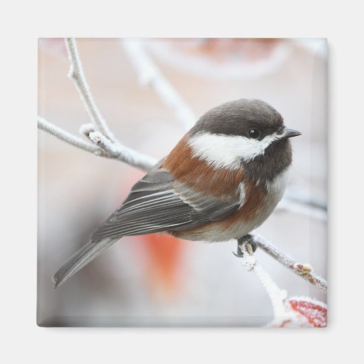 Chickadee in Winter Magneet (Voorkant)