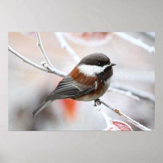 Chickadee in Winter Poster (Voorkant)