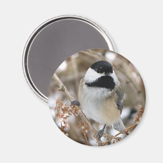 Chickadee Magnet (Voorkant / Achterkant)