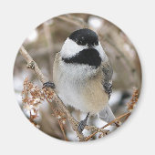 Chickadee Magnet (Voorkant)