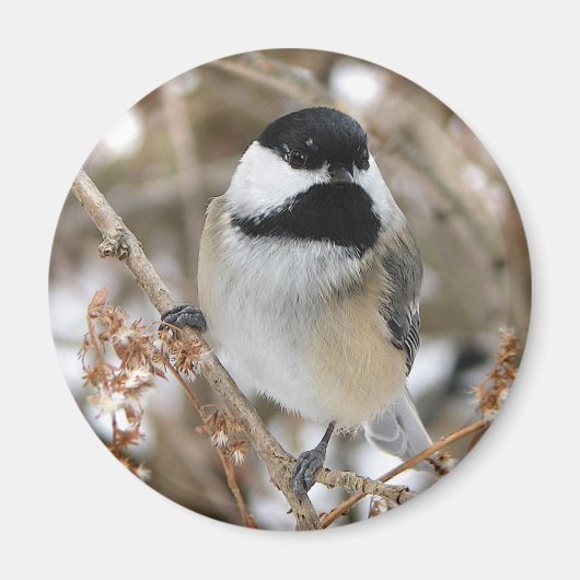 Chickadee Magnet (Voorkant)