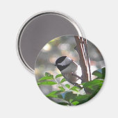 Chickadee Magnet (Voorkant / Achterkant)