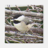 Chickadee Magnet (Voorkant)