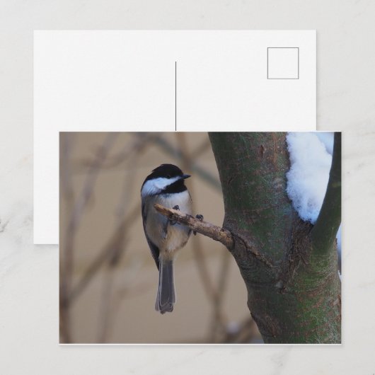 Chickadee Moment Briefkaart (Voorkant / Achterkant)