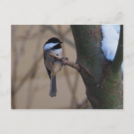 Chickadee Moment Briefkaart