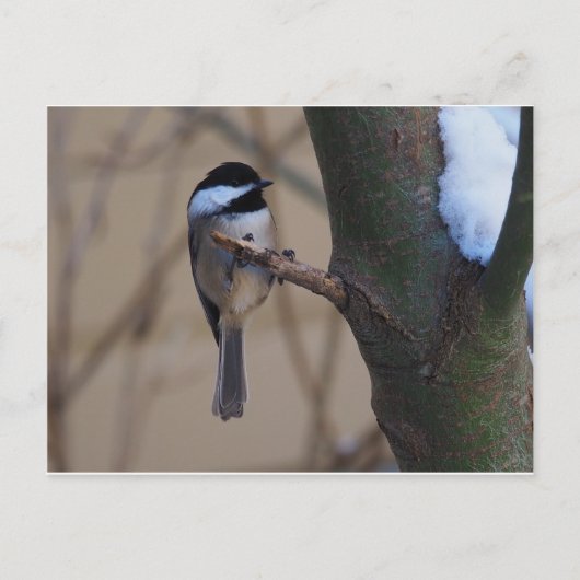 Chickadee Moment Briefkaart (Voorkant)