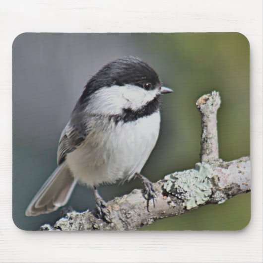 Chickadee Muismat (Voorkant)