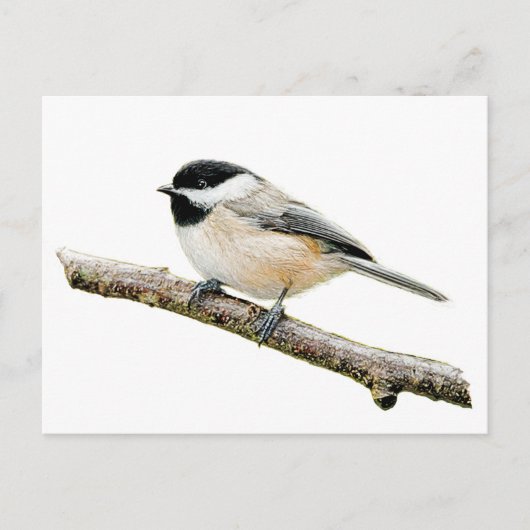 Chickadee on Branch Briefkaart (Voorkant)