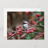 Chickadee on Branch met Red Berries Briefkaart (Voorkant / Achterkant)