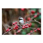 Chickadee on Branch met Red Berries Foto Afdruk (Voorkant)