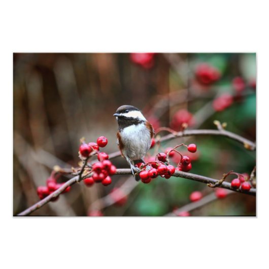 Chickadee on Branch met Red Berries Foto Afdruk (Voorkant)