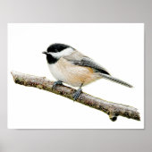 Chickadee on Branch Poster (Voorkant)